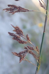 Thamnochortus insignis