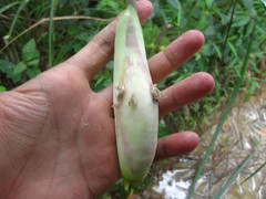 Orseolia miscanthi