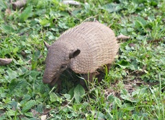 Euphractus sexcinctus