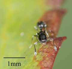 Monomorium ergatogyna