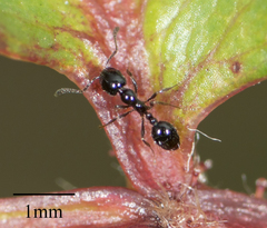 Monomorium ergatogyna