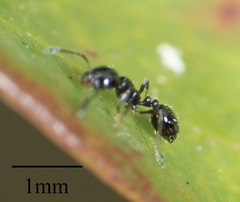 Monomorium ergatogyna