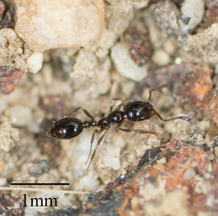 Monomorium ergatogyna