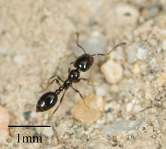 Monomorium ergatogyna