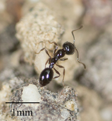 Monomorium ergatogyna