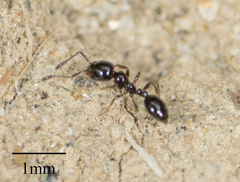 Monomorium ergatogyna