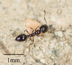 Monomorium ergatogyna
