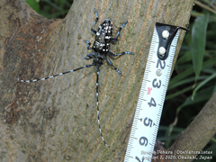 Anoplophora glabripennis
