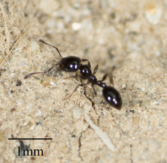 Monomorium ergatogyna