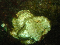 Scorpaenoidei
