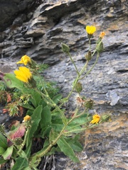 Hieracium humile