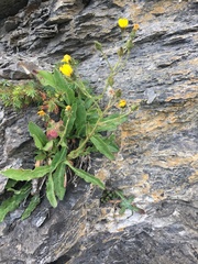 Hieracium humile
