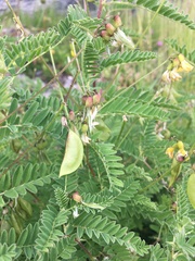 Astragalus penduliflorus