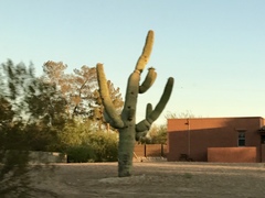 Carnegiea gigantea