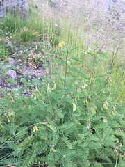 Astragalus penduliflorus