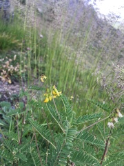 Astragalus penduliflorus