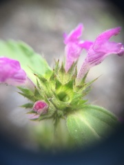 Galeopsis ladanum