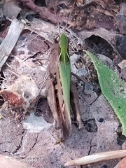 Omocestus