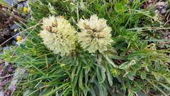 Campanula thyrsoides