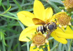 Paranthidium jugatorium lepidum