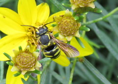 Paranthidium jugatorium lepidum