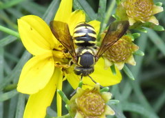 Paranthidium jugatorium lepidum