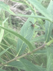 Tritoxa incurva