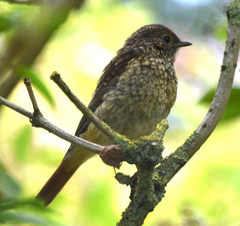 Phoenicurus phoenicurus