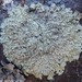 Shadow Greenshield Lichen - Photo (c) zaca, some rights reserved (CC BY-NC), uploaded by zaca