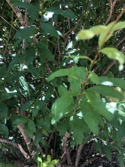 Punica granatum