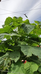 Paulownia tomentosa