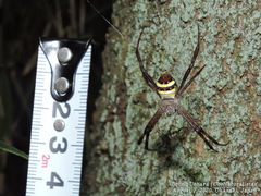 Argiope amoena