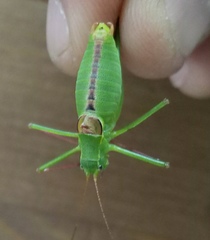 Leptophyes laticauda