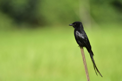 Dicrurus macrocercus