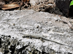 Podarcis muralis