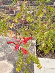 Tecomaria capensis