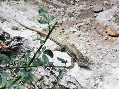 Podarcis muralis