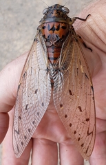 Megapomponia imperatoria