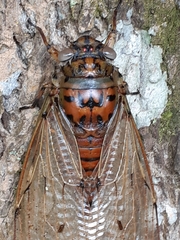 Megapomponia imperatoria