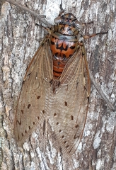 Megapomponia imperatoria