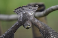Hierococcyx varius