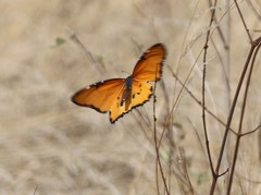 Danaus chrysippus dorippus