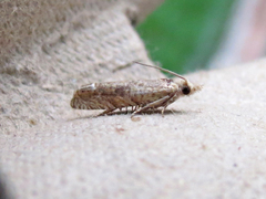 Eucosma ochrocephala
