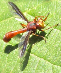 Physocephala burgessi