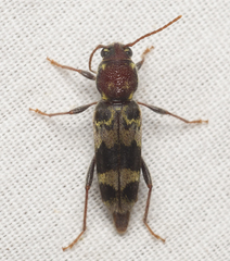 Xylotrechus colonus