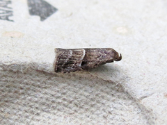 Hypenodes caducus