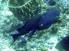 Acanthurus xanthopterus