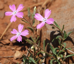 Phlox woodhousei