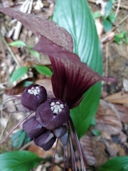 Tacca integrifolia