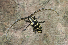 Anoplophora horsfieldii